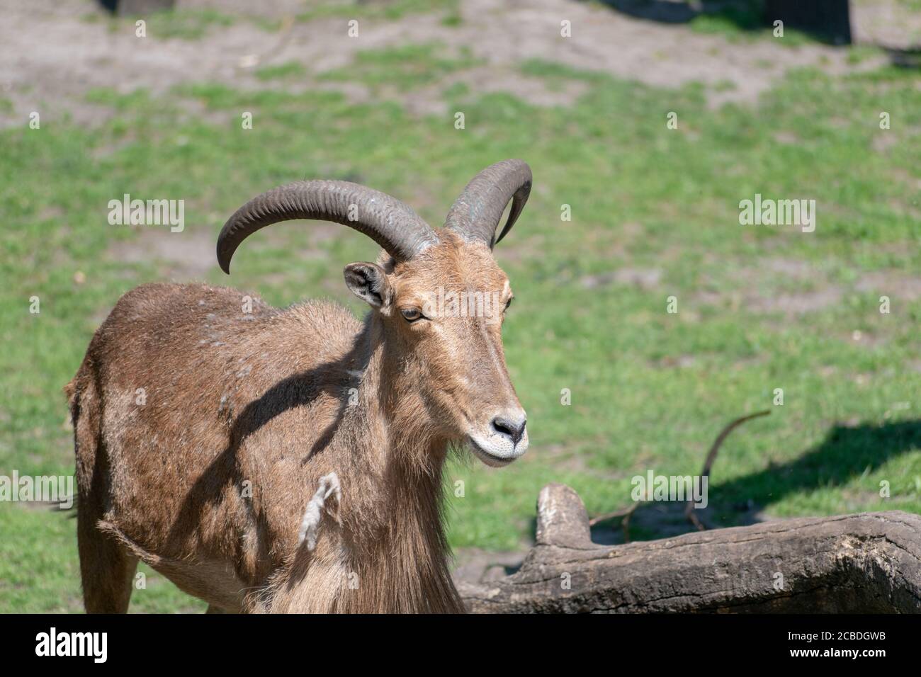 Nahaufnahme eines Barbaren Schafes oder aoudad in einem Zoo Bei Tageslicht Stockfoto