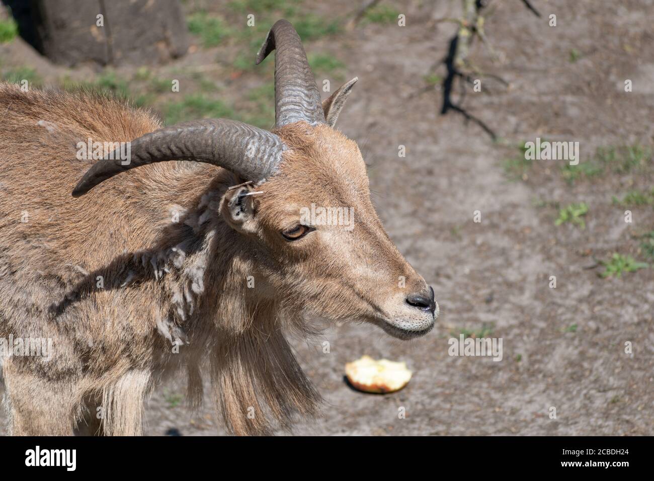 Nahaufnahme eines Barbaren Schafes oder aoudad in einem Zoo Bei Tageslicht Stockfoto