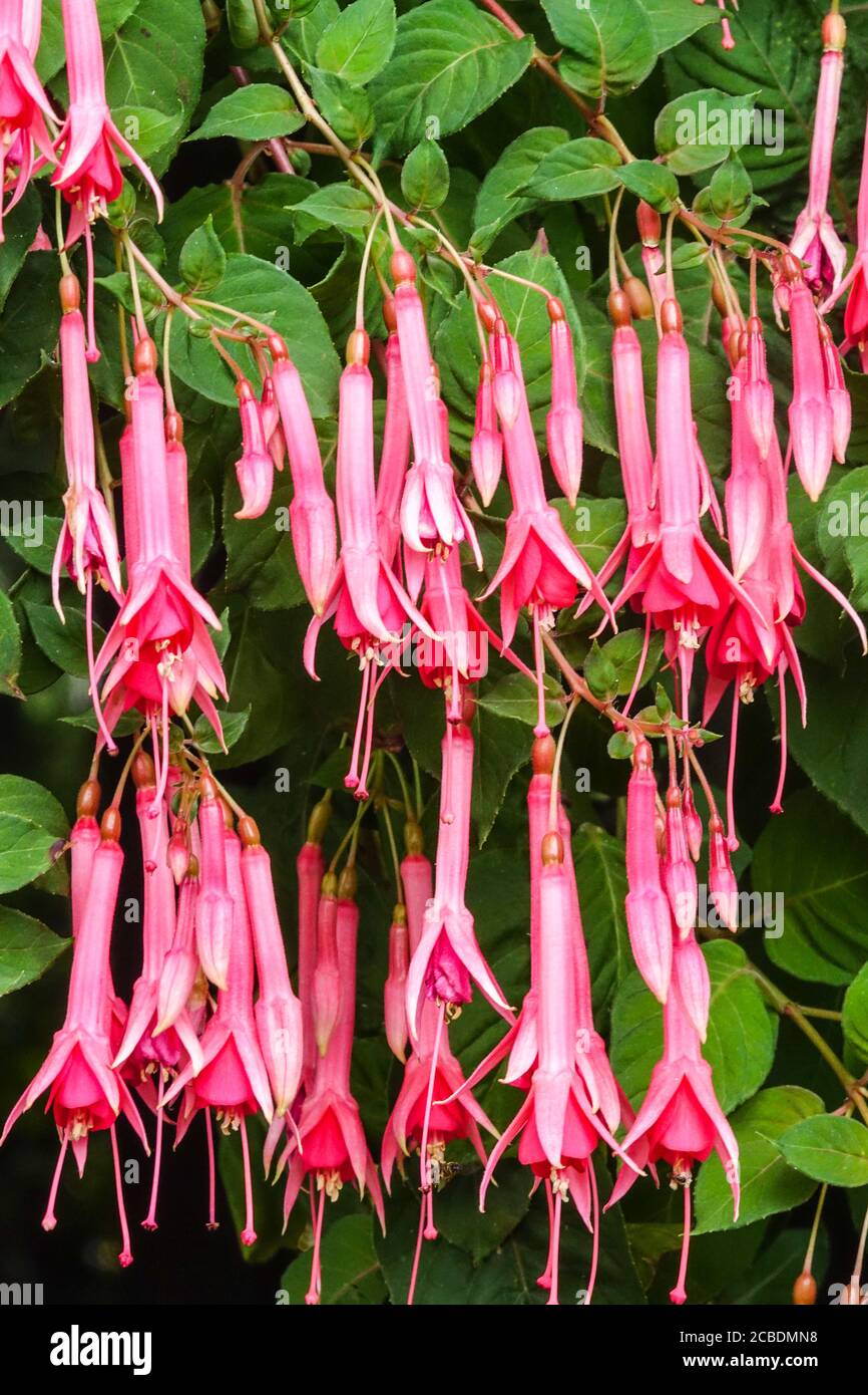 Hardy Fuchsia hängende Blumen Stockfoto