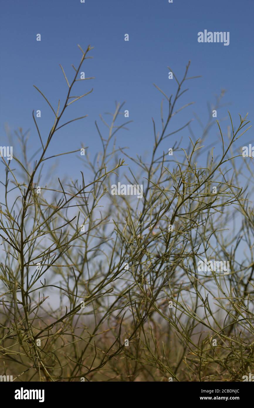 Nadel wie Linear Laub von Cheesebush, Ambrosia Salsola, Asteraceae, native mehrjährige in der Nähe Twentynine Palms, Southern Mojave Desert, Frühling. Stockfoto