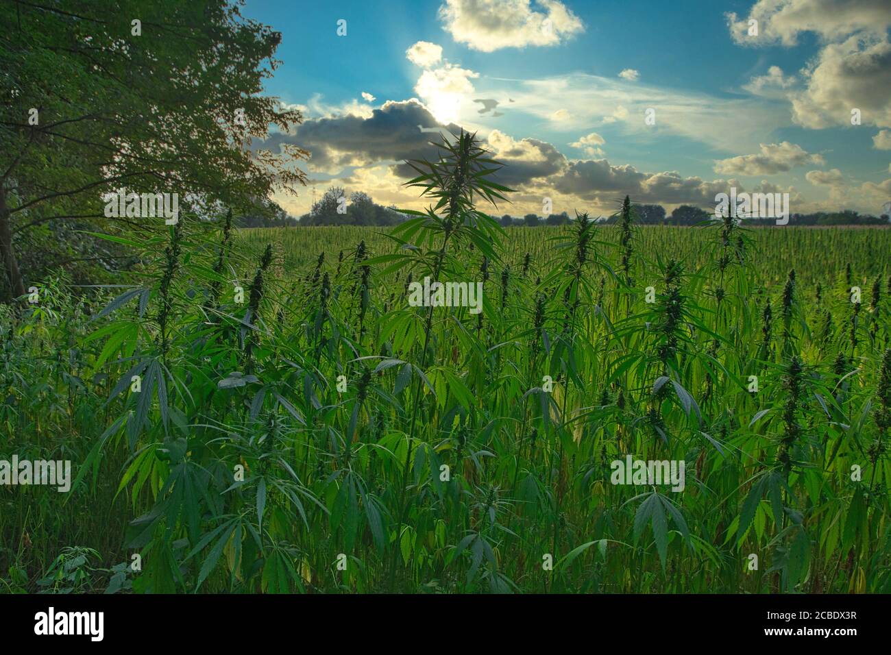 Hanffeld im Sommer im Elsass in frankreich Stockfoto