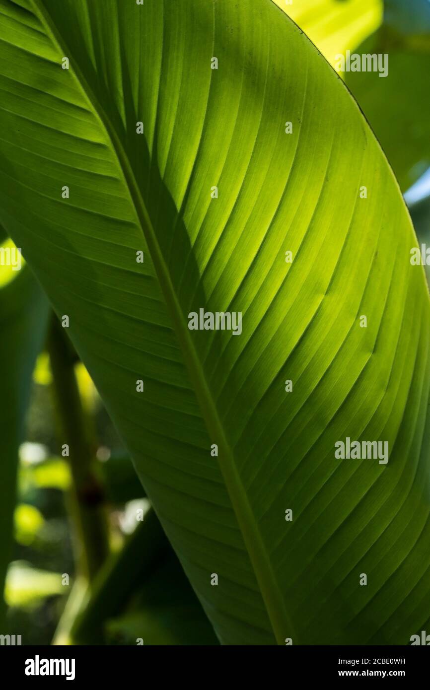 Die Unterseite eines Blattes eines Musa basjoo Plan wird von der frühen Morgensonne beleuchtet. Bananenpflanze. Stockfoto