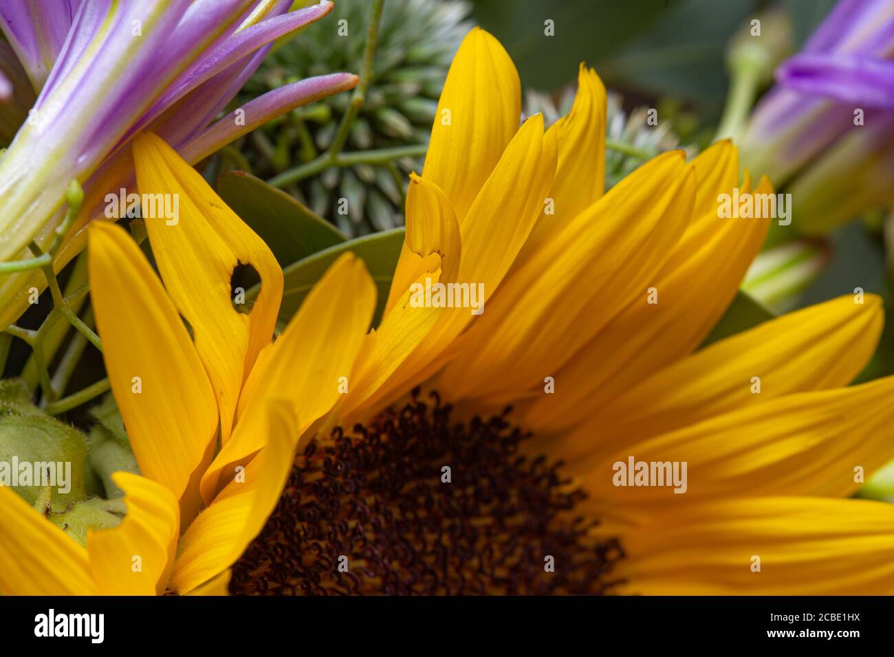 Gelbes Sonnenblumenstrauß aus nächster Nähe noch mit glatten Blütenblättern Stockfoto