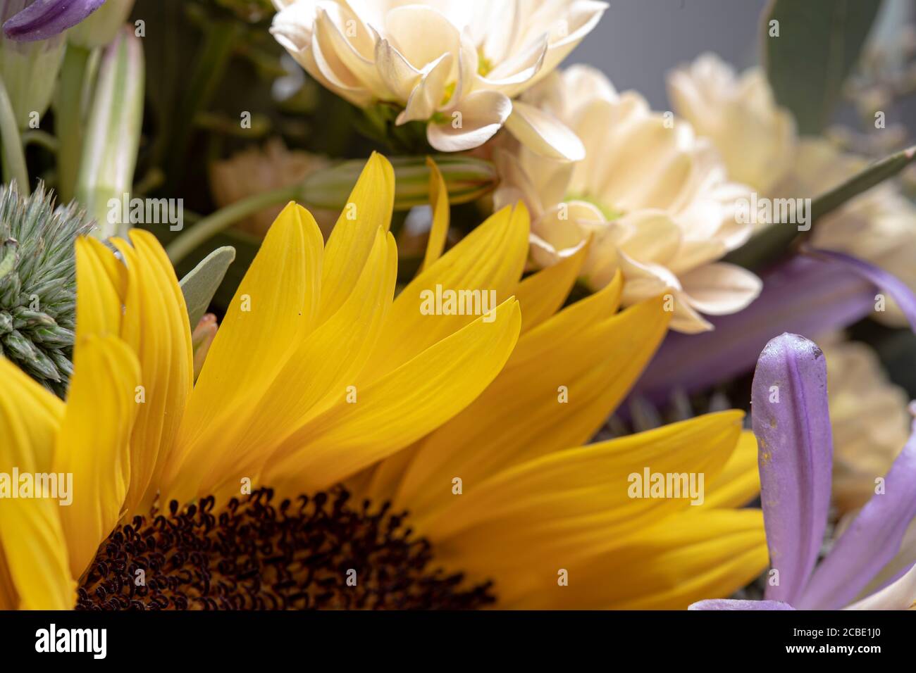 Gelbes Sonnenblumenstrauß aus nächster Nähe noch mit glatten Blütenblättern Stockfoto