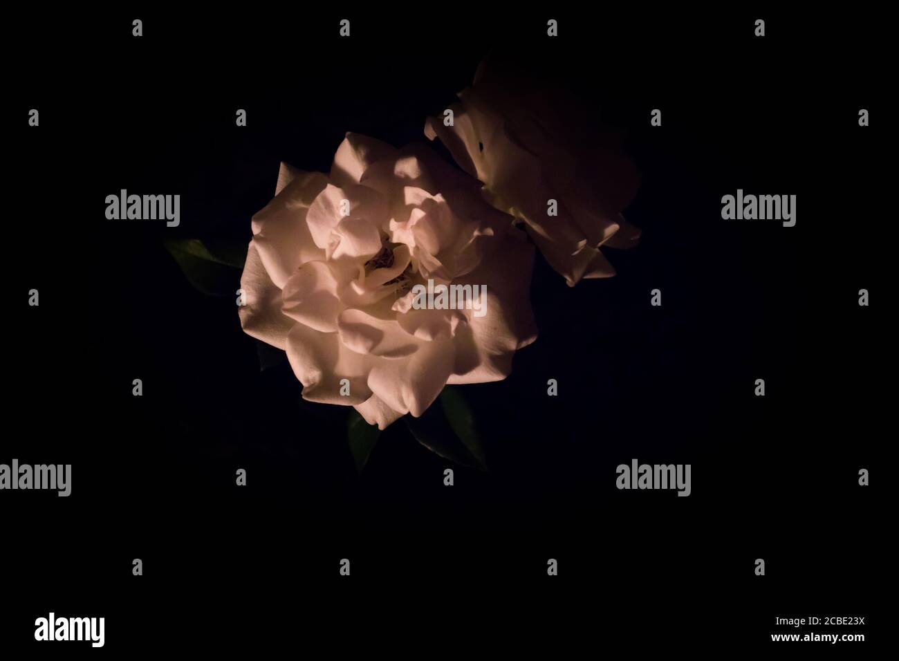 Weiße Rosenblüte blüht im Dunkeln Stockfoto
