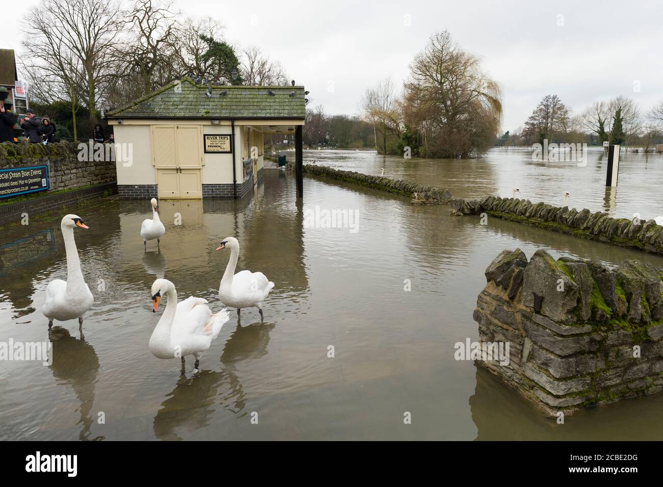 Überflutete Grundstücke am Ufer der Themse in Windsor, nachdem die Themse ihre Ufer platzte. Windsor, Berkshire, Großbritannien. Februar 2014, 10 Stockfoto