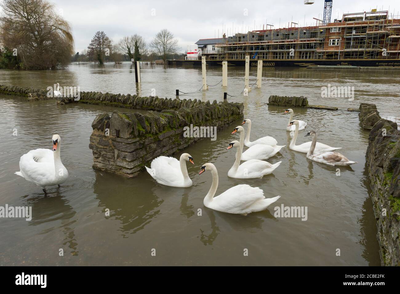 Überflutete Grundstücke am Ufer der Themse in Windsor, nachdem die Themse ihre Ufer platzte. Windsor, Berkshire, Großbritannien. Februar 2014, 10 Stockfoto