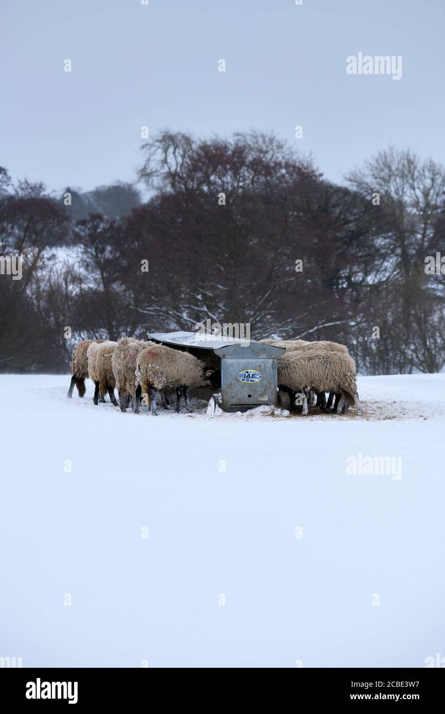 Kalten verschneiten Wintertag & hungrige Schafe im Schnee stehen (trostlos exponierten Feld) gesammelt rund Heuhaufen Essen Heu - Ilkley Moor, Yorkshire England Großbritannien. Stockfoto