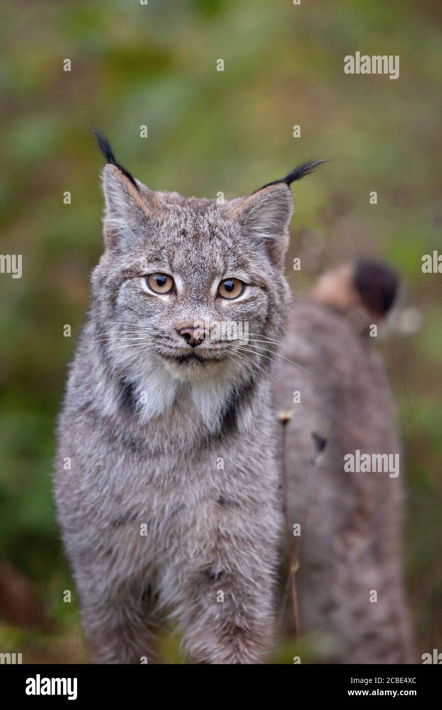 Kanadas Luchse (Lynx canadensis) Kätzchen steht auf einer Waldlichtung wachsam, seine getufteten Ohren und sein weiches Fell zeigen frühe Anzeichen seiner wilden Raubtierart. Stockfoto