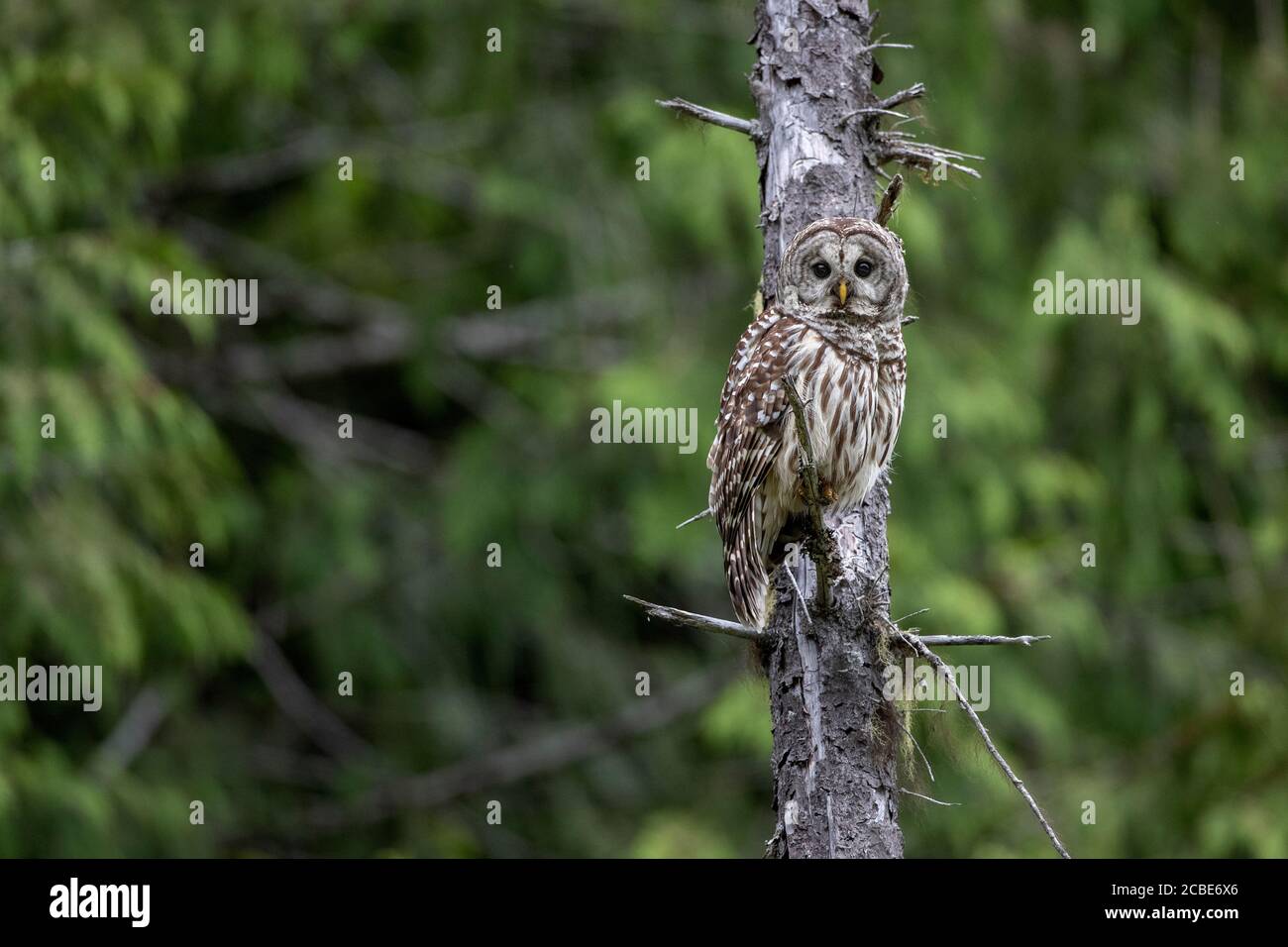 Die Stacheleule (Strix varia) thront auf einem verwitterten Baumstamm, mit ihren dunklen Augen durchsucht sie den dichten immergrünen Wald nach Beute. Stockfoto