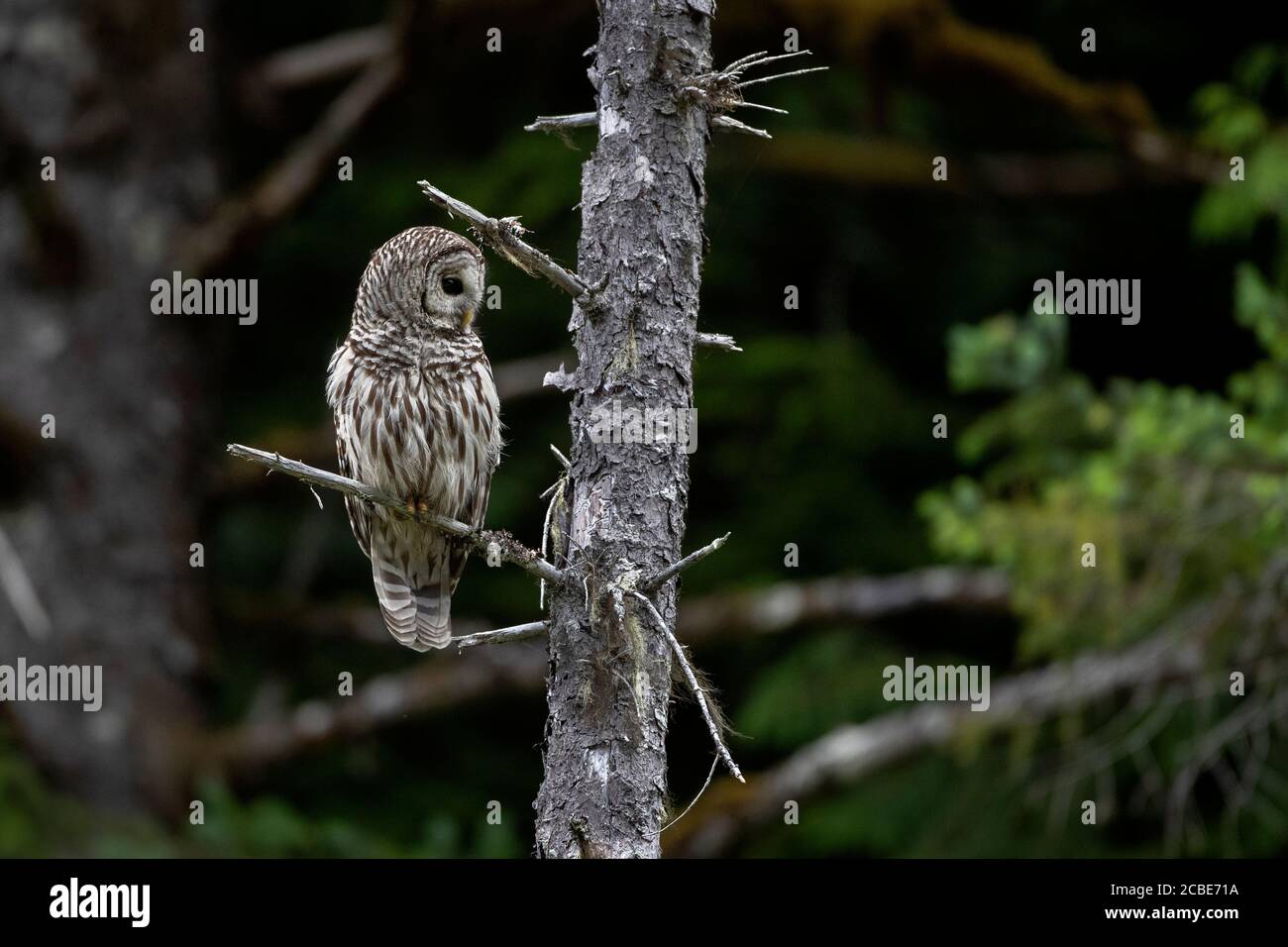 Eine wilde Sperlingskauz thronte und auf der Suche nach ihrer nächsten Mahlzeit im Nordwesten von BC, Kanada. Stockfoto