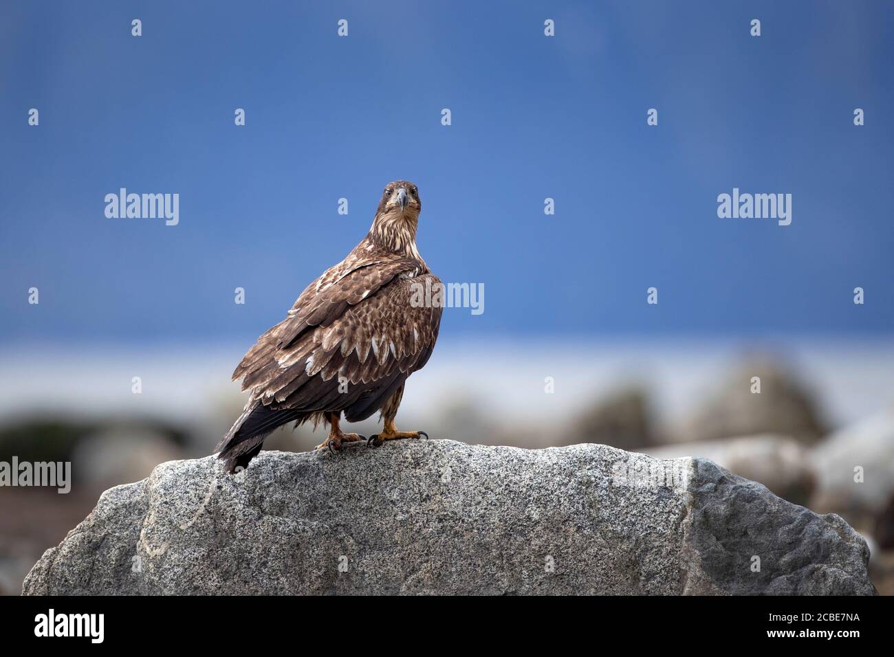 Junger Weißkopfseeadler (Haliaeetus leucocephalus), der auf einem Felsen mit braunem Gefieder, scharfem Blick und einer fernen Bergkulisse im Küstenhabitat thront. Stockfoto