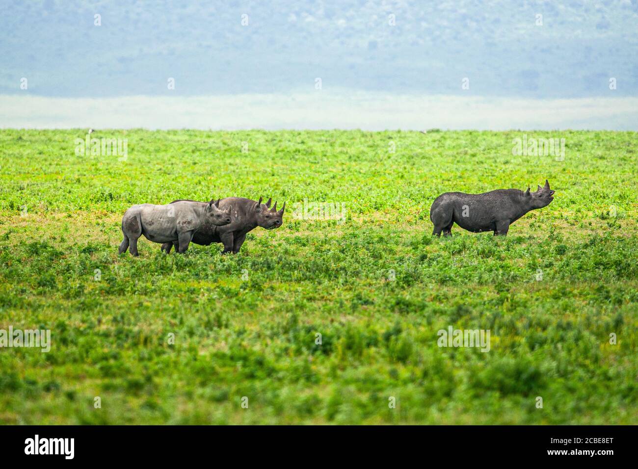 Schwarznashorn (oder Hakennashorn Diceros bicornis) ist eine Art von Nashorn, heimisch in Ost-und Zentralafrika, wo es ernährt sich von Gemüse Stockfoto