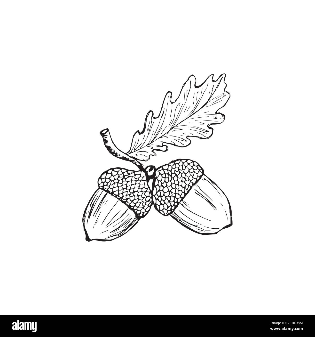 Vektor Eichenblatt und Eichel Zeichnungsset. Herbstelemente. Handgezeichnete detaillierte botanische Illustration. Einrichtung im Herbst mit saisonaler Einrichtung. Ideal für Label, Zeichen Stock Vektor