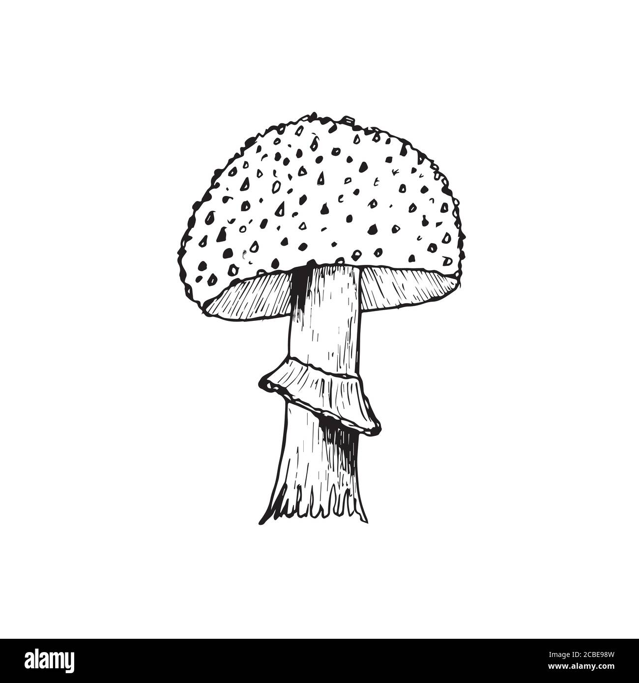 Vektorgrafik. Amanita-Pilz. Giftiger Zehenhocker fliegen agarisch. Handgezeichneter Doodle. Zeichentrickskizze. Dekoration für Grußkarten, Poster Stock Vektor