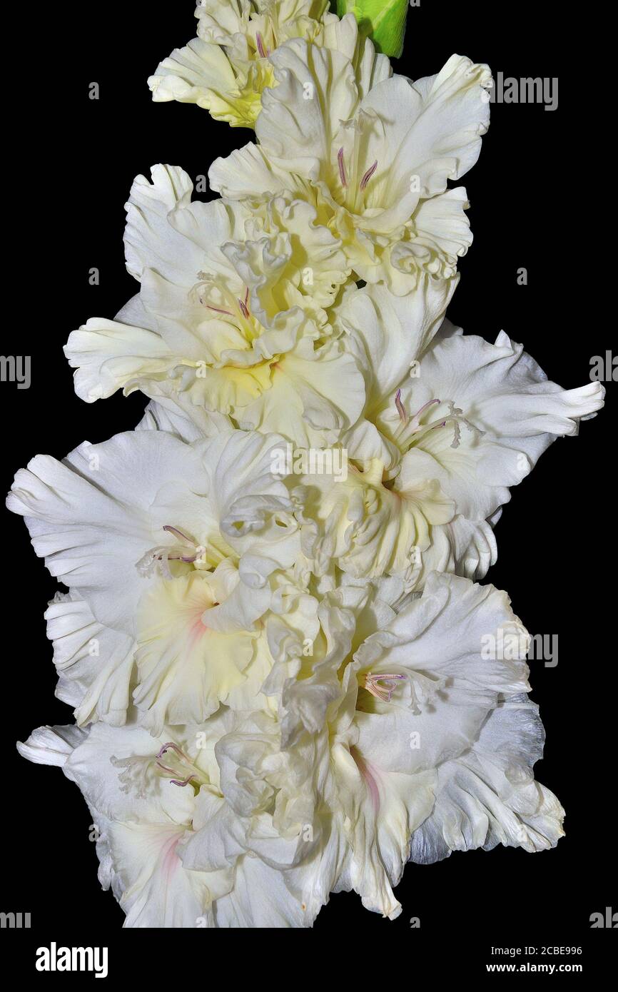 Makroaufnahme von weißem Gladiolus oder Schwert Lilie Blume mit gelben Mitte und gewellten Blütenblättern - wunderschöne florale Sommer Hintergrund. Blumenzucht, Garten Stockfoto