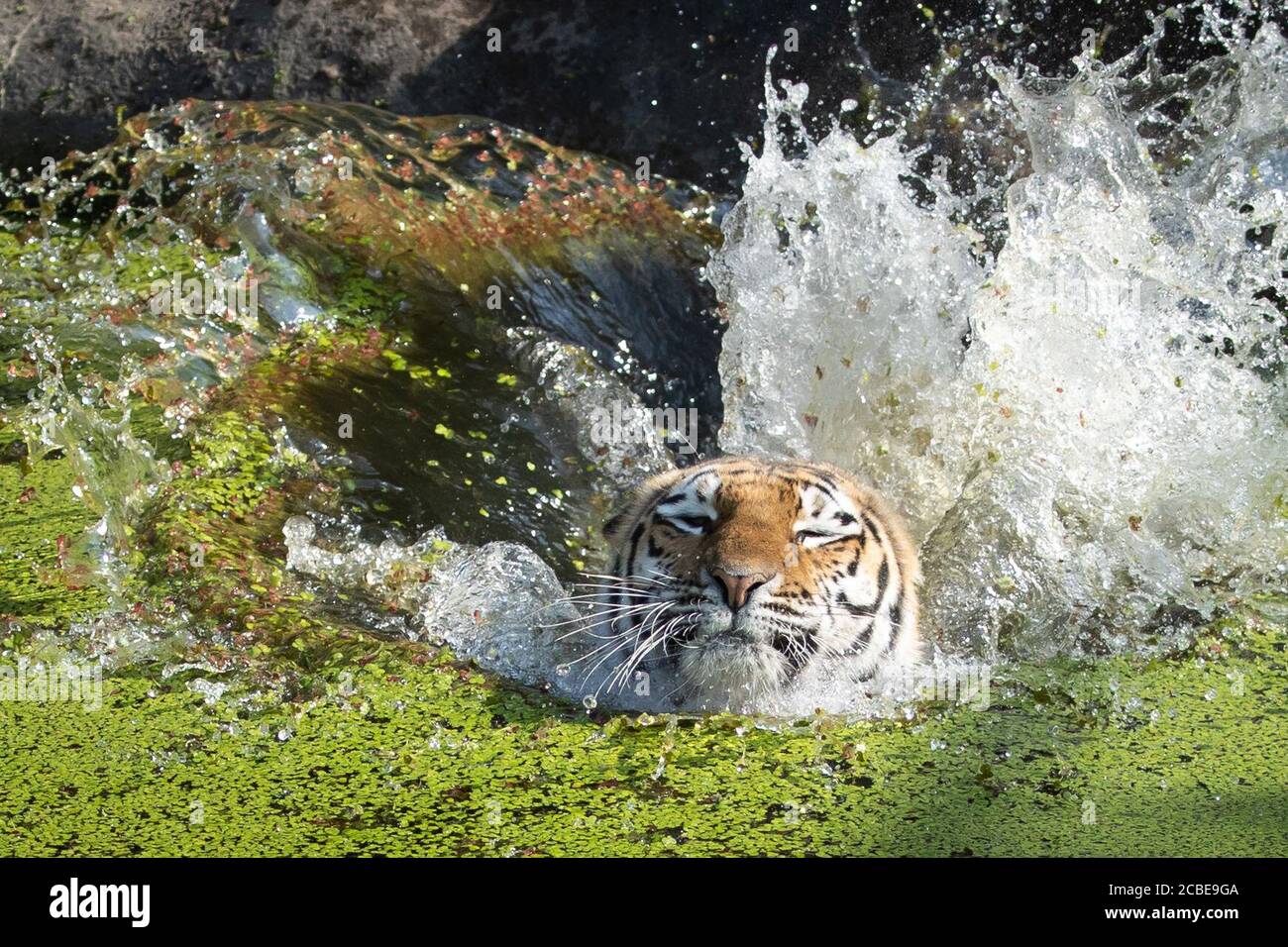 13. August 2020, Hamburg: Tiger Maruschka (sibirischer Tiger) springt in das Wasserbecken im Tigergehege im Zoo Hagenbeck, um einen Eisblock mit gefrorenem Futter aus dem Wasser zu holen. Maruschka und ihre Partnerin Yasha haben von ihrem Hüter eine kleine Eisbombe mit Fisch und Geflügel erhalten, um sie bei den hohen Sommertemperaturen zu erfrischen. Foto: Christian Charisius/dpa Stockfoto