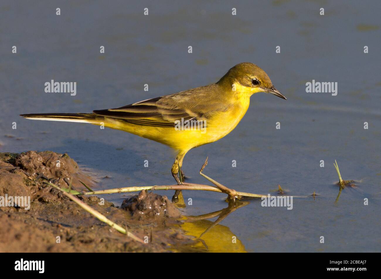 WESTERN Yellow Wagtail (Motacilla flava) in der Nähe von Wasser, Yellow Bachstelzen sind insectivorous, lieber in offenen Land leben, wo es leicht ist, zu erkennen Stockfoto