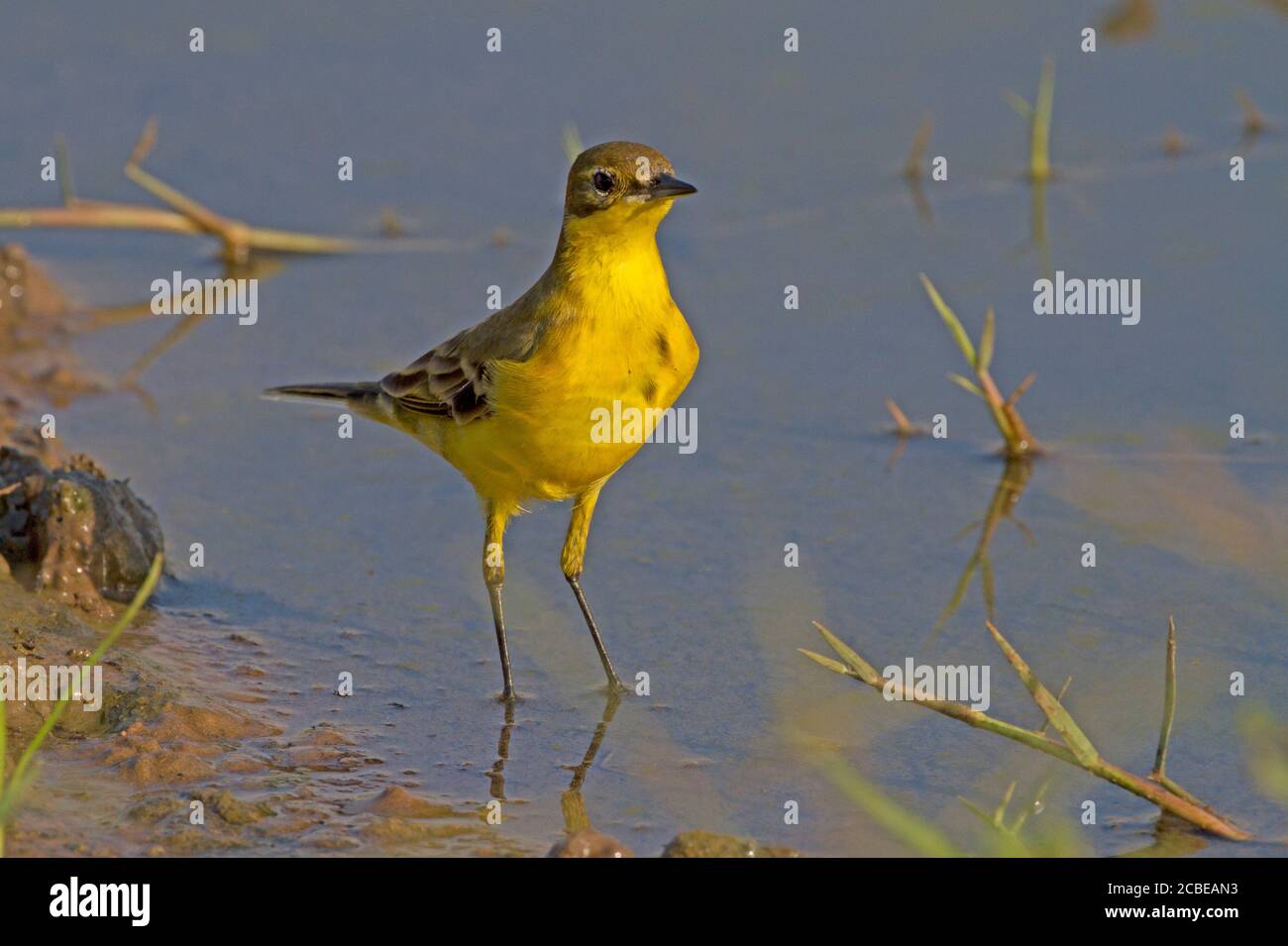 WESTERN Yellow Wagtail (Motacilla flava) in der Nähe von Wasser, Yellow Bachstelzen sind insectivorous, lieber in offenen Land leben, wo es leicht ist, zu erkennen Stockfoto