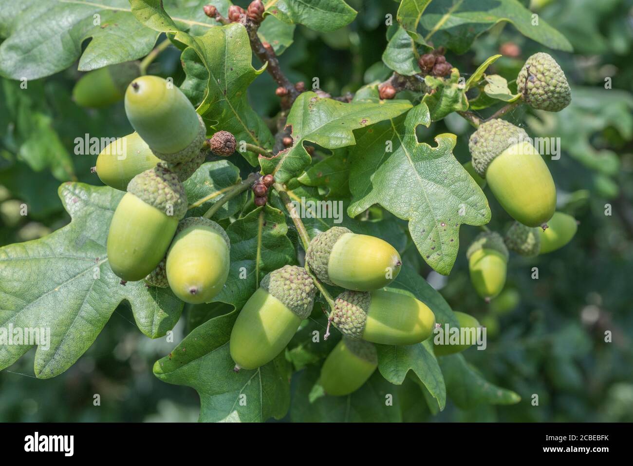 Herbstakornen auf englischer Eiche, Quercus Robur Baum. Entgegen der Überzeugung können Eicheln als menschliche Nahrung verwendet werden, sobald das überschüssige Tannin entfernt wurde. Stockfoto