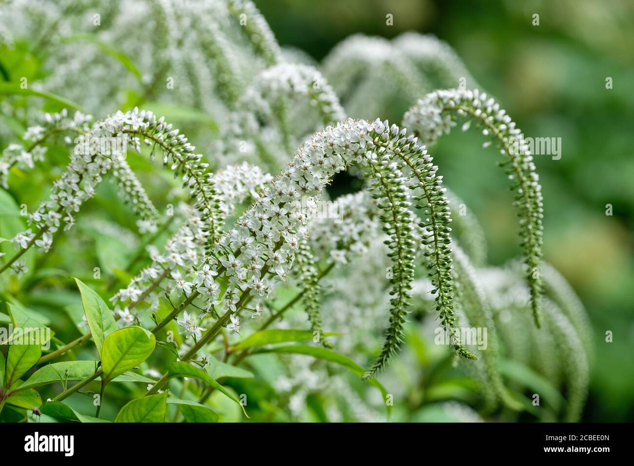 Lysimachia clethroides kleine grau-weiße Blütenspitzen von Schwanenhals-Loosestrife, Schwanenhals, Lysimachia clethroides Stockfoto