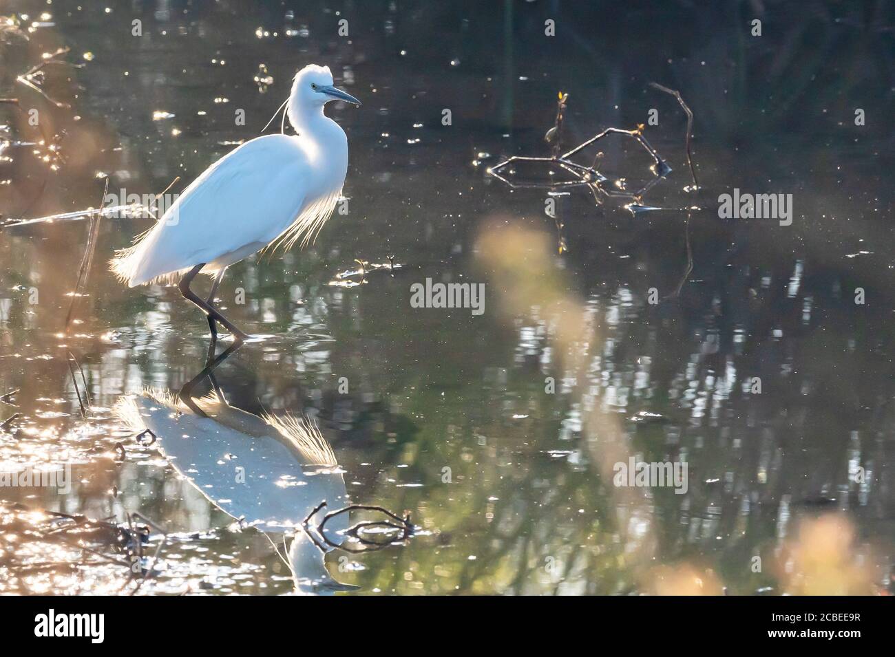 Kleiner Reiher (Egretta garzetta) dieser kleine weiße Reiher stammt aus wärmeren Teilen Europas und Asiens, Afrikas und Australiens. Es frisst Krebstiere, Fisch A Stockfoto