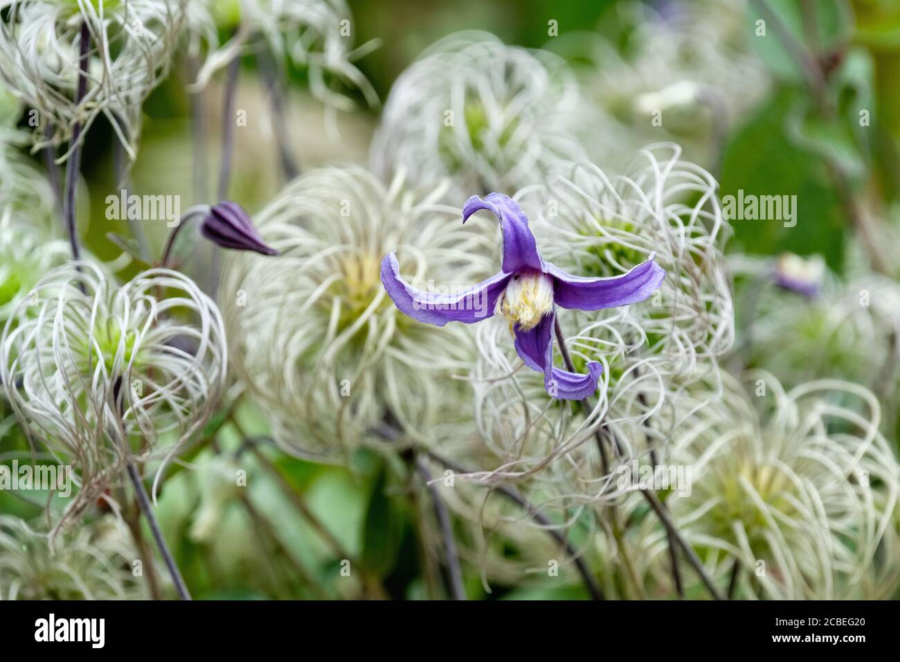 Clematis integrifolia auch bekannt als Solitär Clematis oder Vollblättrige Clematis, blaue Blüten und fedrigen Saatköpfen Stockfoto