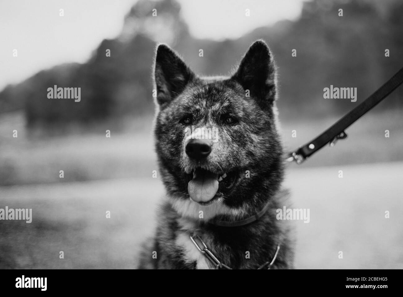 Graustufenaufnahme eines großen flauschigen Hundes mit spitzen Ohren Stockfoto