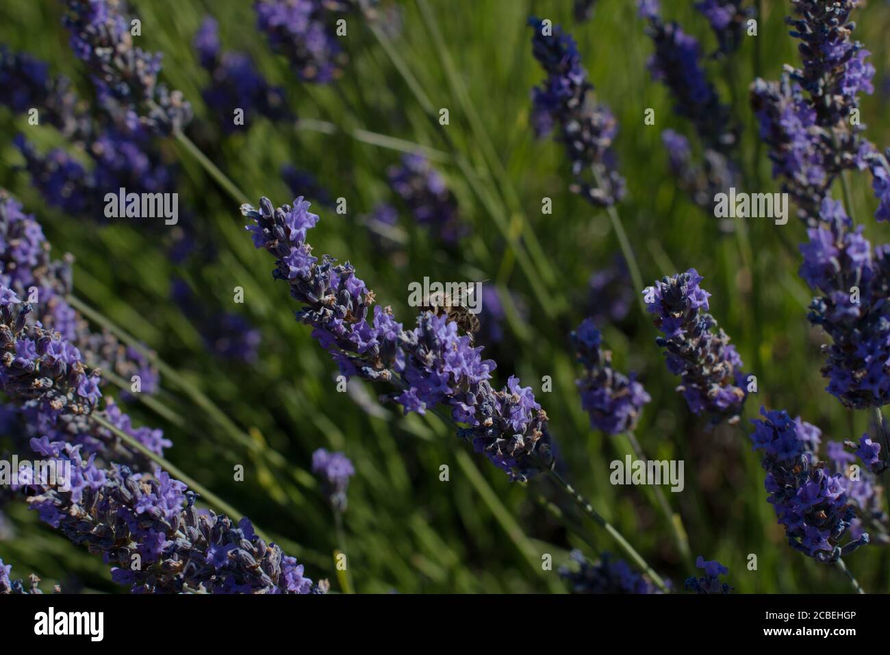 Selektive Fokusaufnahme von englischen Lavendel Stockfoto