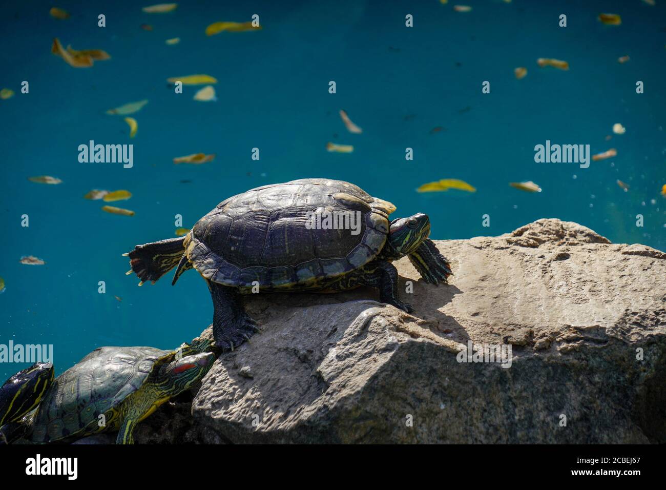 Europäische Teichschildkröte (Emys orbicularis), auch bekannt als Europäische Teichschildkröte. In einem Indoor-Wasserteich Stockfoto