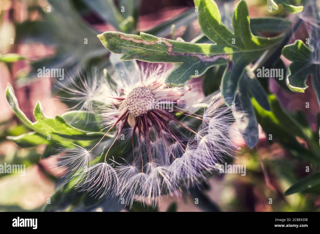 Weißer, flauschiger Löwenzahn auf dem verschwommenen Hintergrund. Makrofoto Stockfoto