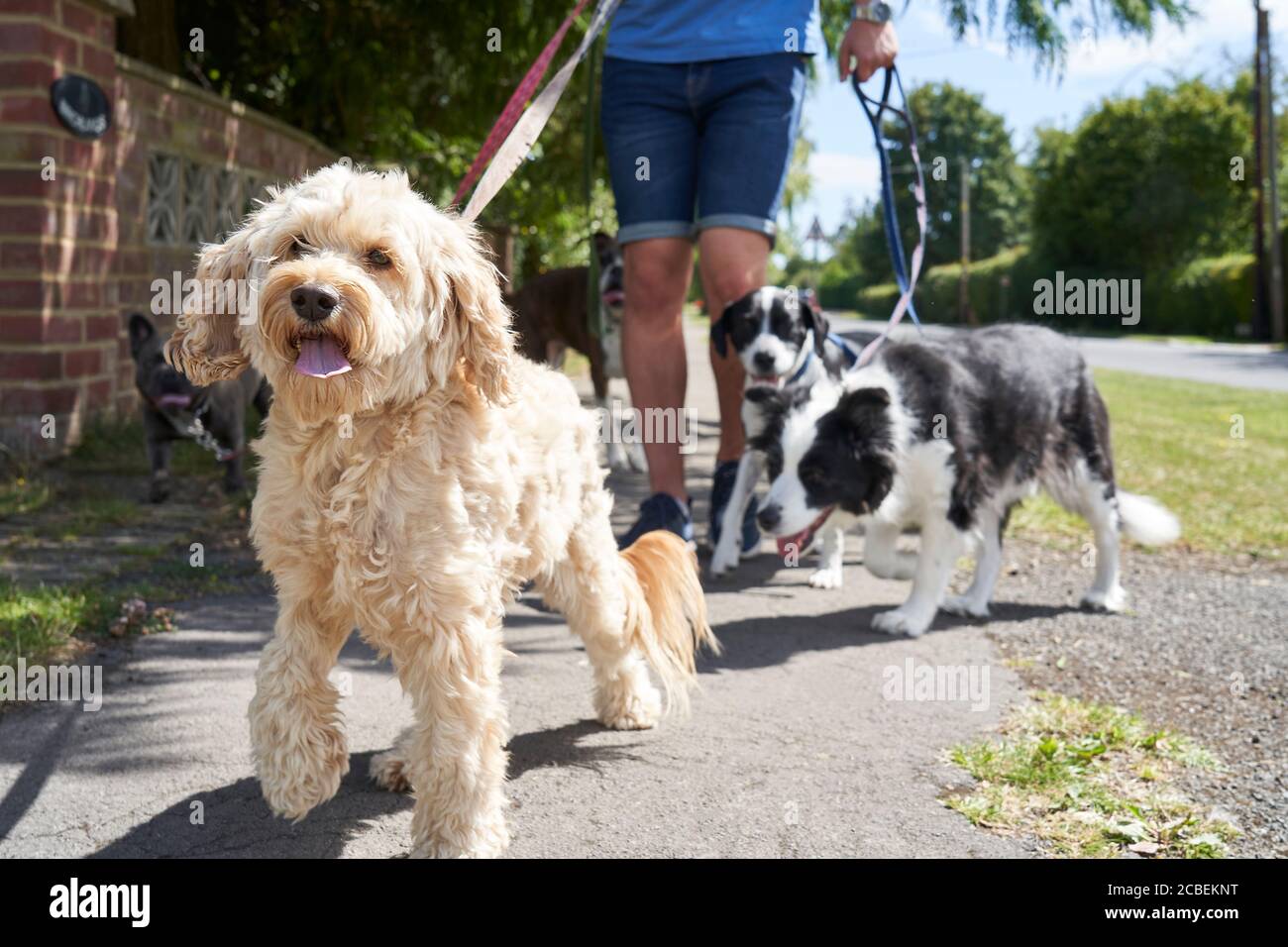 Nahaufnahme des Kakadu-Hundes, der auf dem Surburban gelaufen ist Straße mit anderen Hunden von männlichen Hund Wanderer Stockfoto