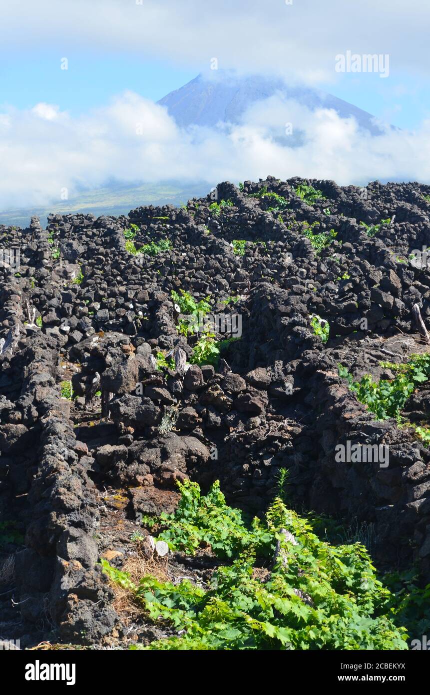 Der konische Vulkan Pico zeichnet sich durch traditionelle Weinberge auf der Insel Pico, Azoren-Archipel, Portugal, aus Stockfoto