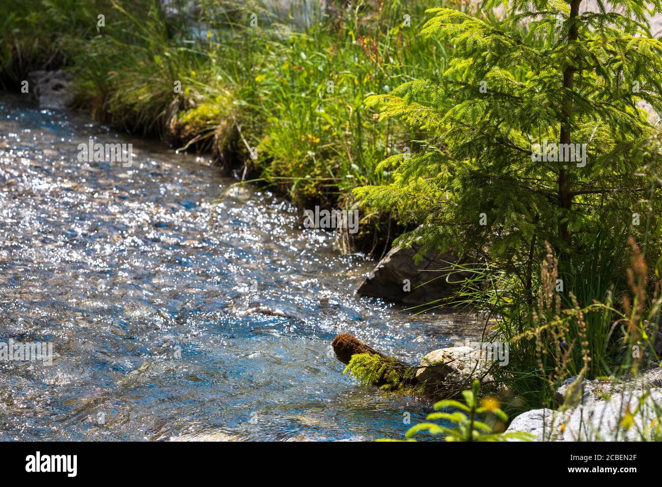 Grüne Fichte am Bergfluss an sonnigen Tagen Stockfoto