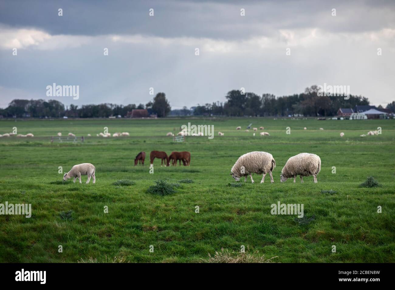 Schafe weiden auf Sommerweide, Holland Stockfoto