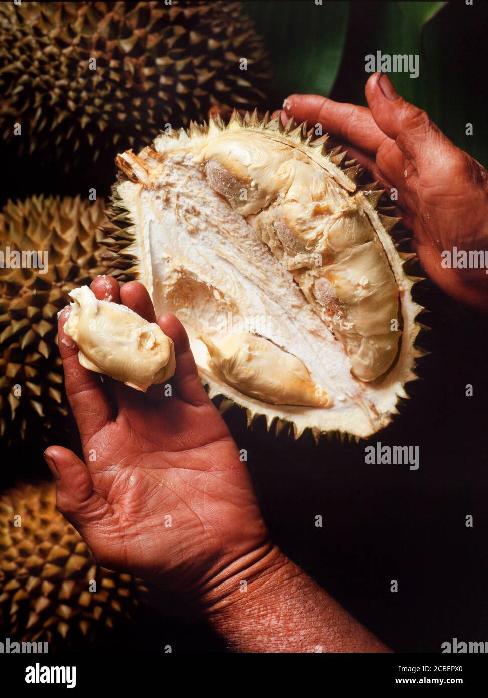 Durian Fruit, Split offen zeigt die cremig süß scharf Fleisch, König der Früchte, nach vielen S.E.Asiaten! Stockfoto