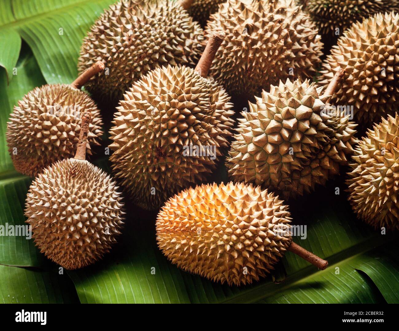 Durian-Früchte, Durio Zibethinus zum Verkauf an den Straßenrand, Malaysia Stockfoto