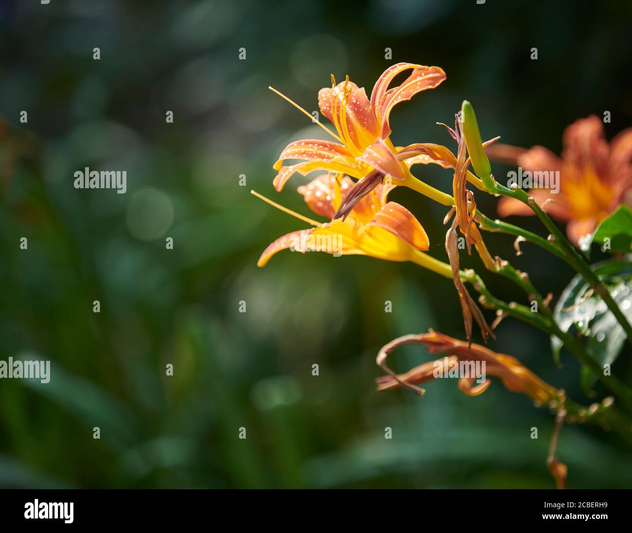 Orange Tageslilie (Hermercallis fulva) Stockfoto