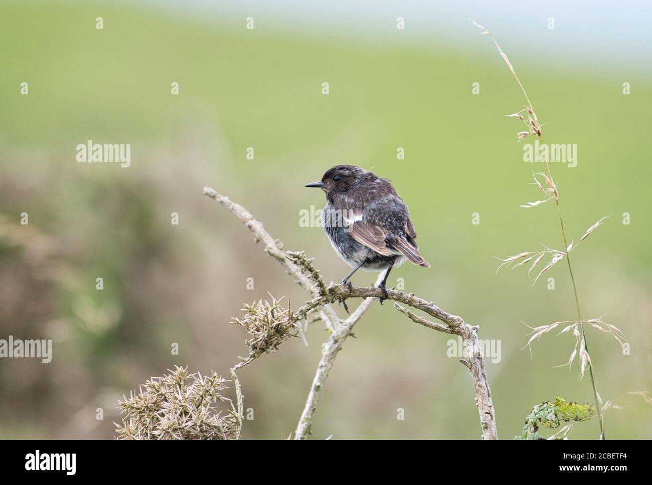 Steinechat (Saxicola torquatus), unreifer Vogel vor kurzem flügge. Stockfoto