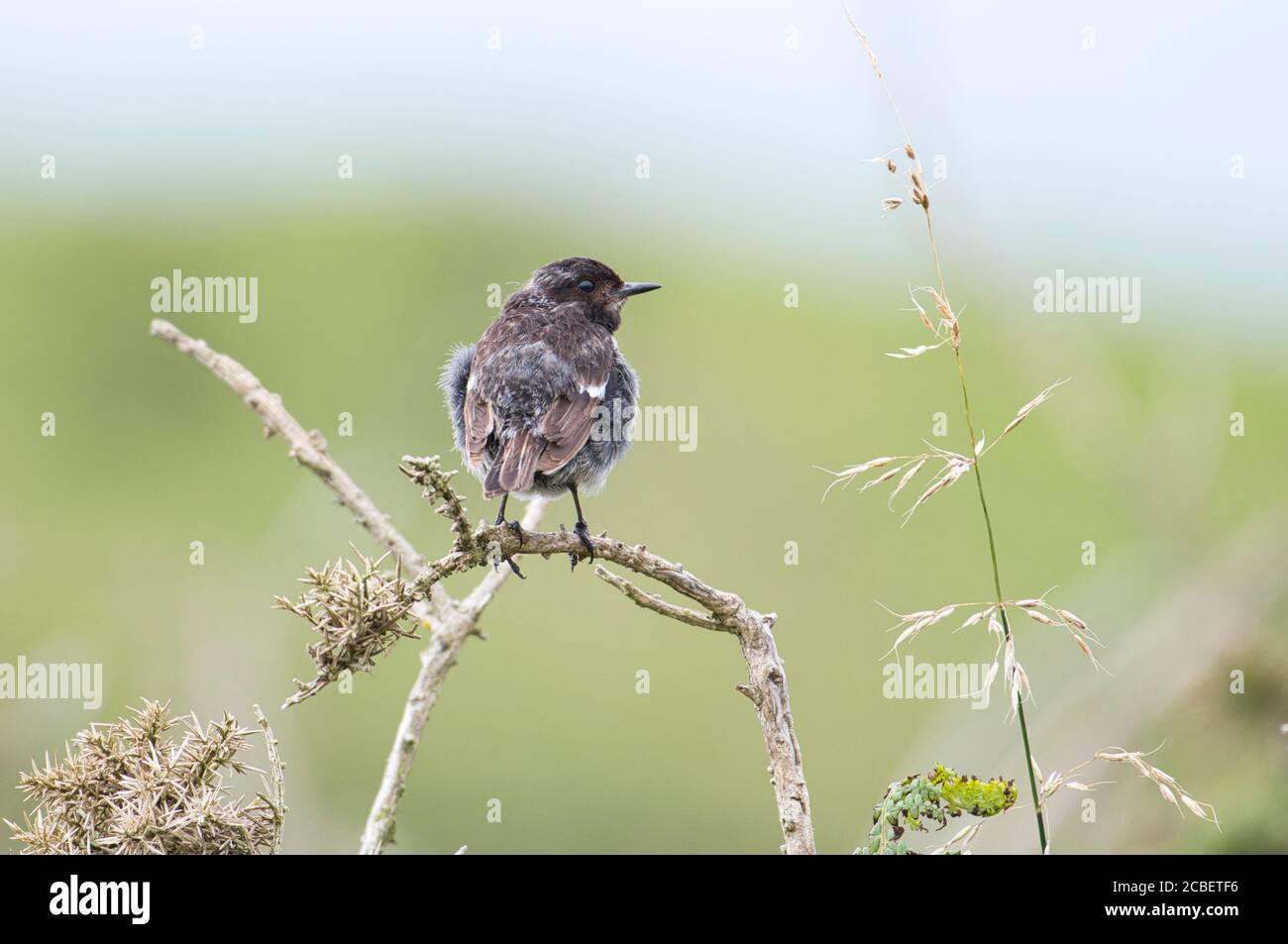 Steinechat (Saxicola torquatus), unreifer Vogel vor kurzem flügge. Stockfoto