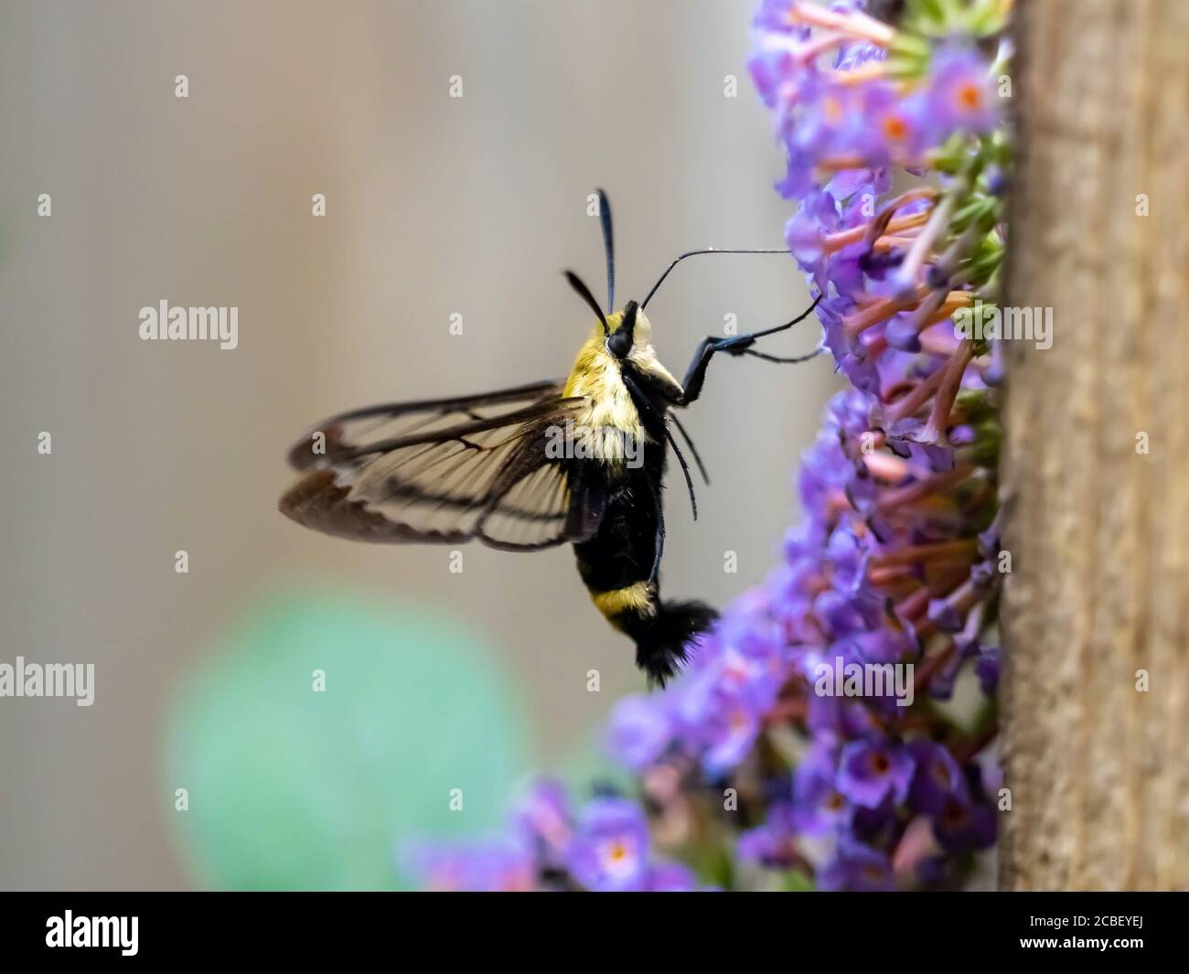 Sphinx, Kolibri schwarz und gelb Motte bestäuben eine lila Schmetterling Busch Blume im Sommer blühen. Insekten Tierwelt in der Natur. Stockfoto