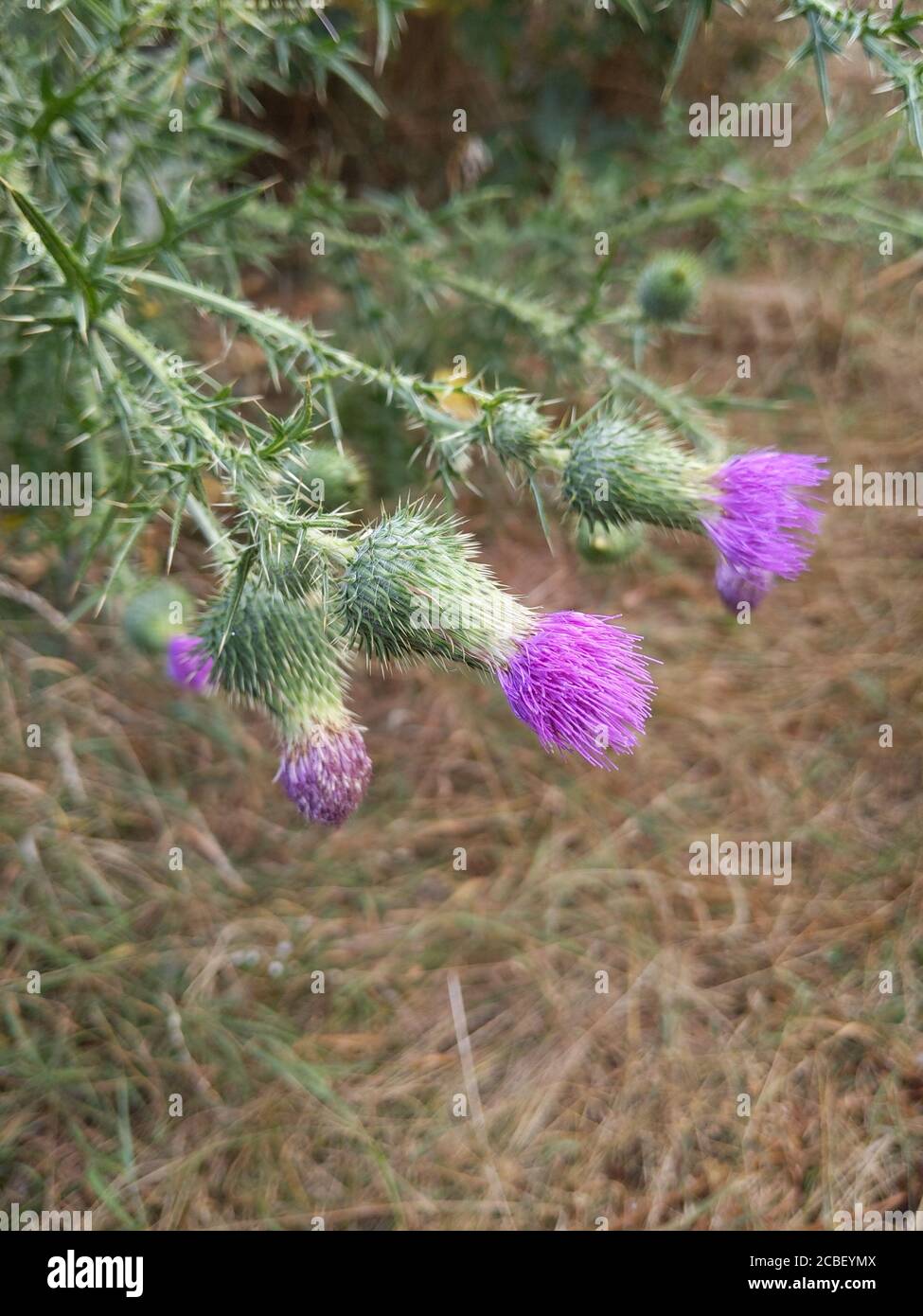 Vertikale Aufnahme von cirsium vulgare Blumen in einem Wald gefangen Stockfoto