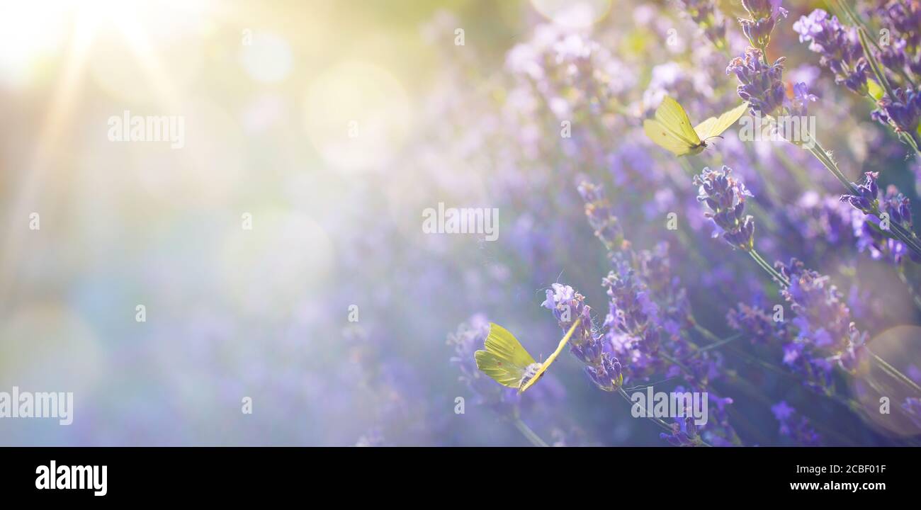 Abstrakte Kunst Sommer florale Landschaft; schöne Sommer Lavendel Blume und Fliegenfalter gegen Abend sonnigen Himmel; Natur Landschaft Hintergrund. Stockfoto