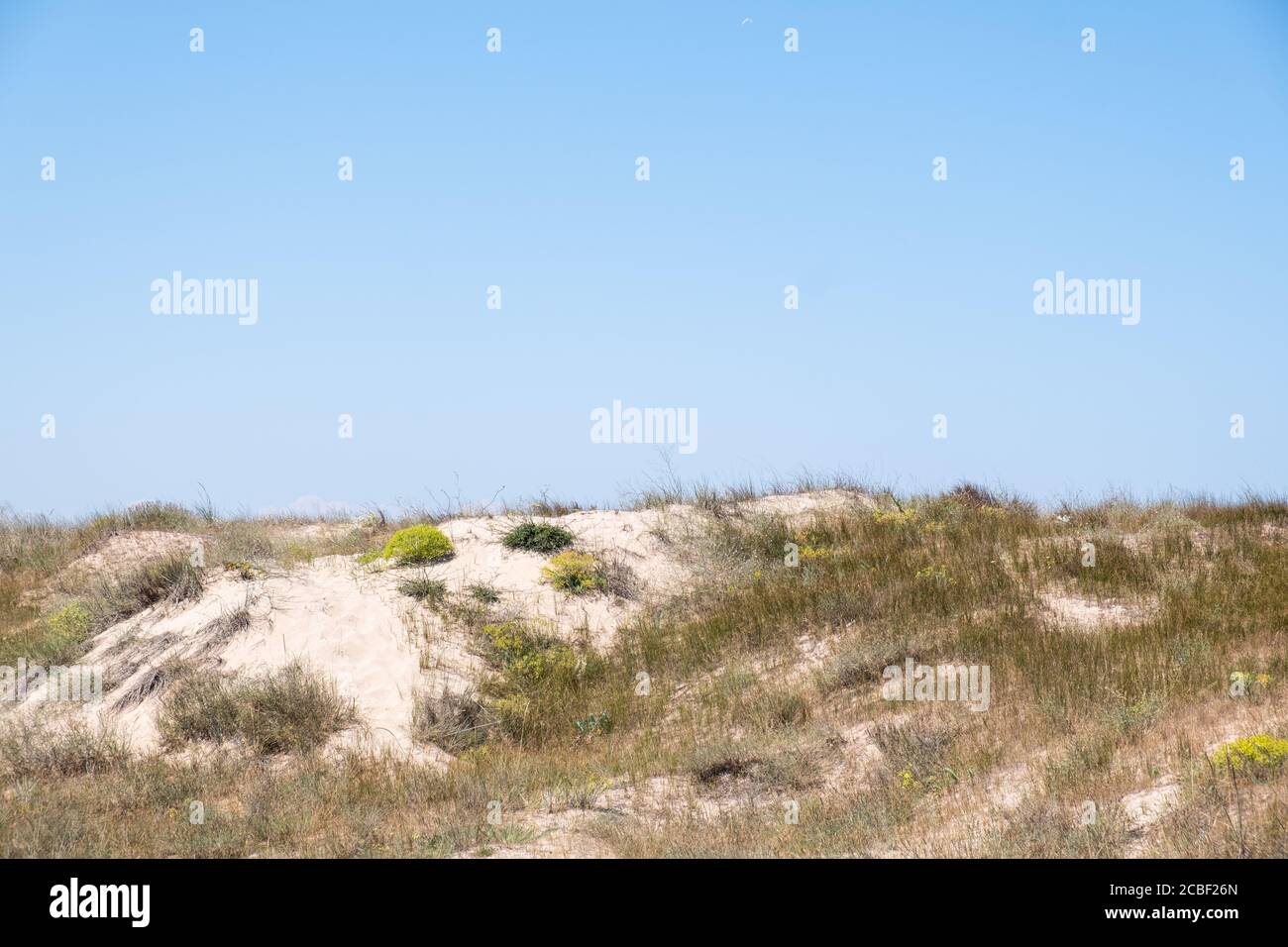 Schöne Landschaft Von Strand Dünen Mit Gras Und Gelben Blumen Stockfoto