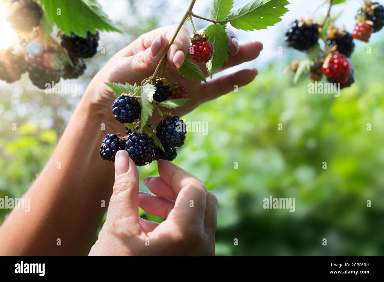 Die Hand der Frau, die auf dem Hintergrund des Obstgartens die Beere aufnimmt; die Brombeerernte in einem Obstgarten; Stockfoto