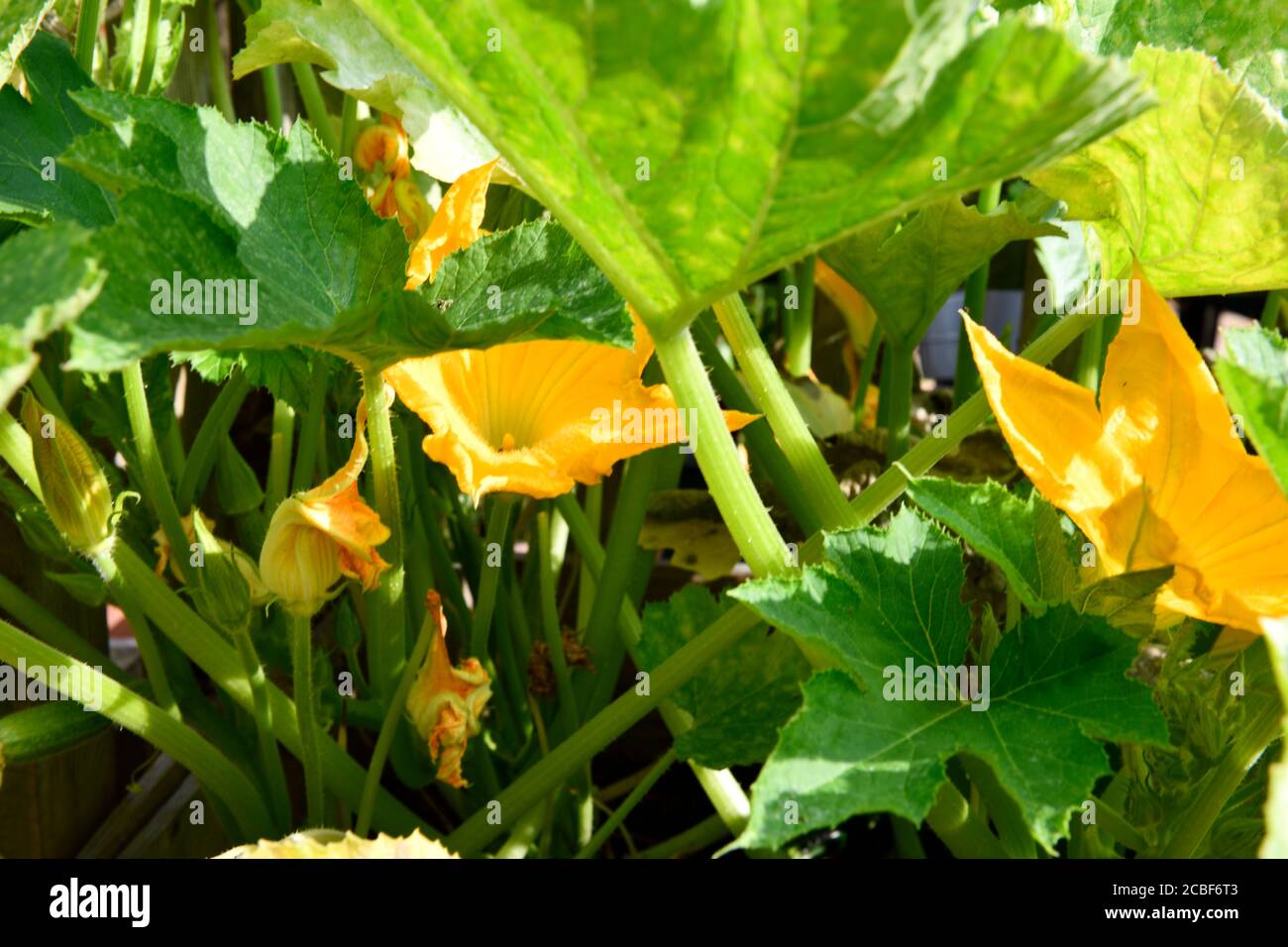 Mark Pflanze mit gelben Blumen Stockfotografie - Alamy