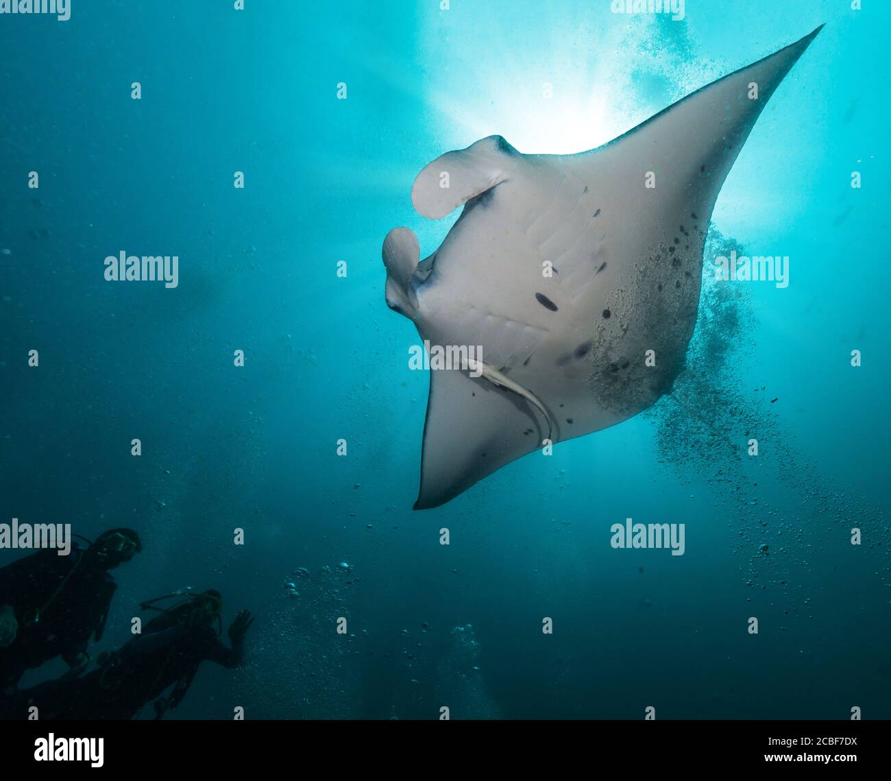 Riesiger Mantarochen mit zwei verschiedenen Silhouetten. Unterwasserwelt, Tauchen und Aktivitäten unter Wasser. Stockfoto