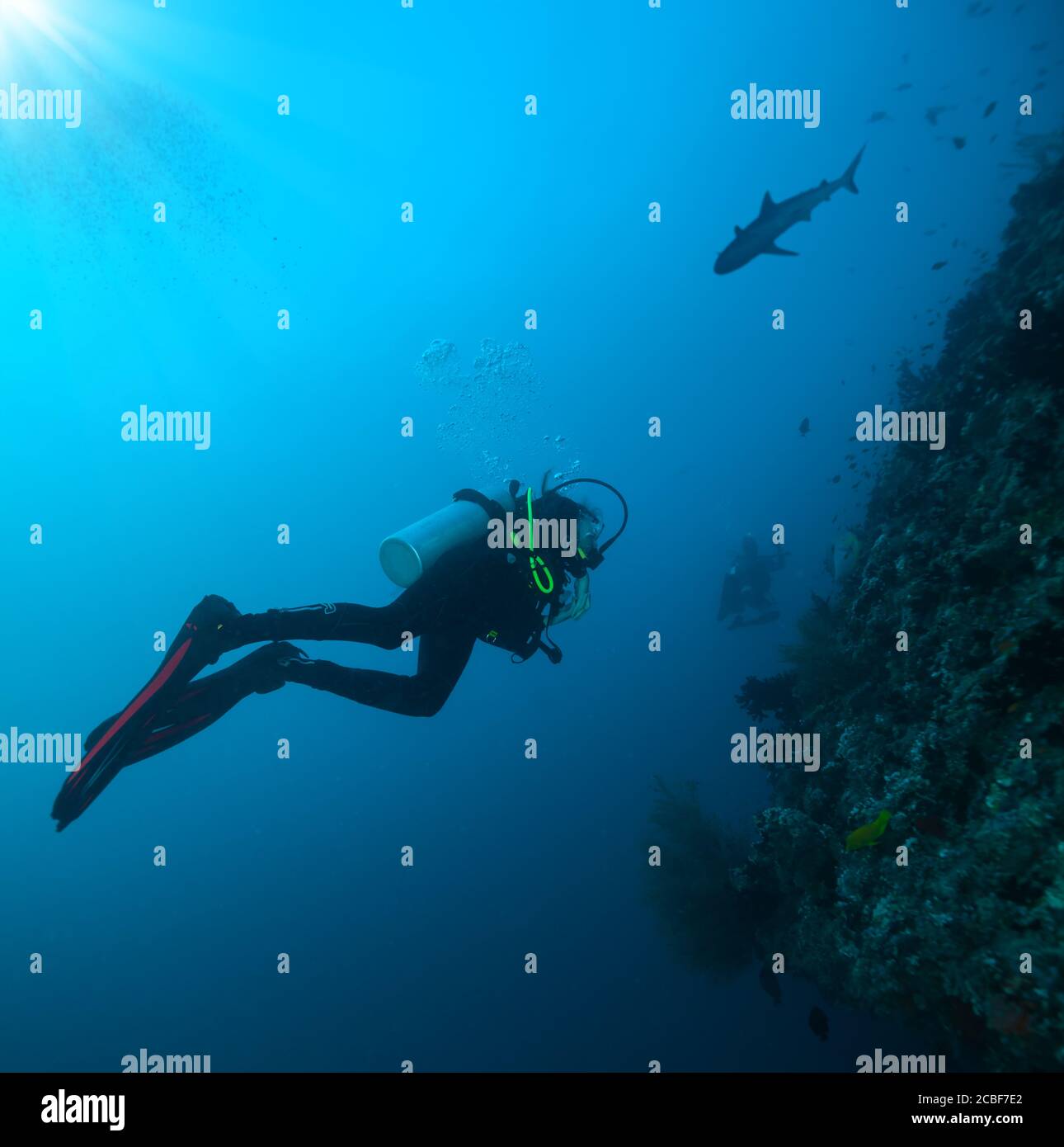 Junge Frau und Mann tauchen in Korallenriff. Unterwasser Sport und Freizeit Aktivitäten. Stockfoto