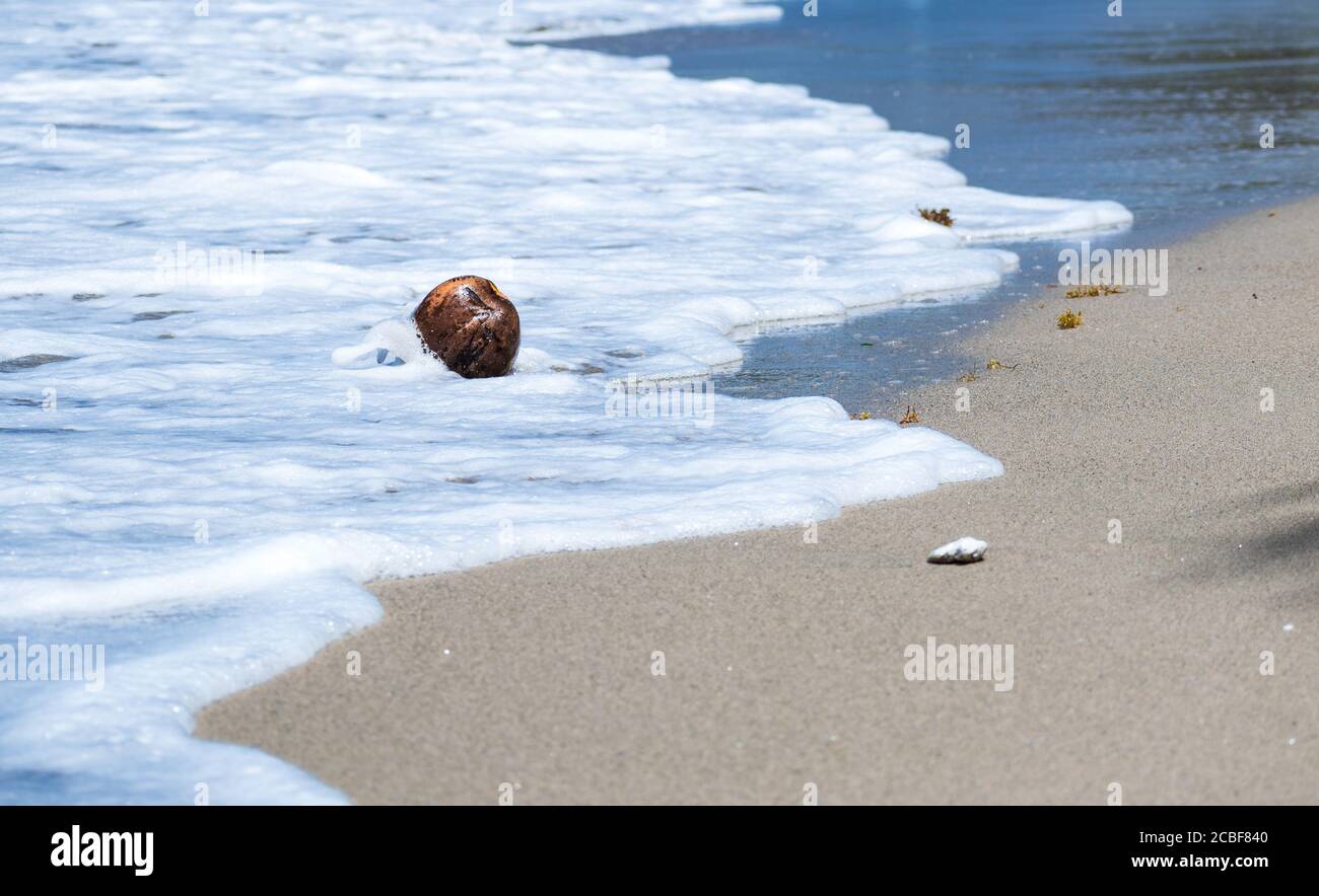 Winken Sie gegen eine Kokosnuss Stockfoto