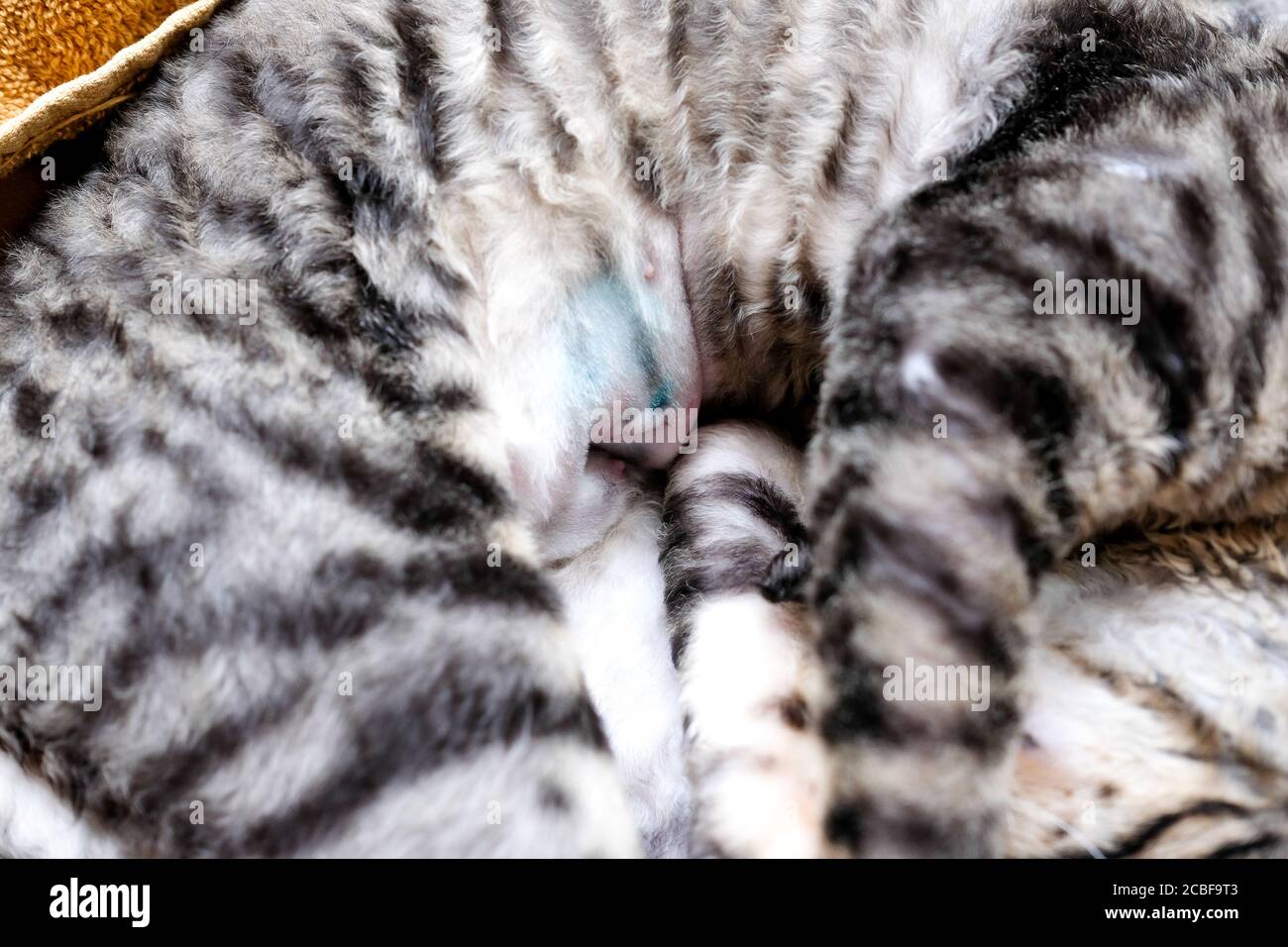 Die Katze liegt auf der Seite, die Naht am Bauch der Operation ist sichtbar. Cornish Rex, tabby, 7 Monate. Stockfoto